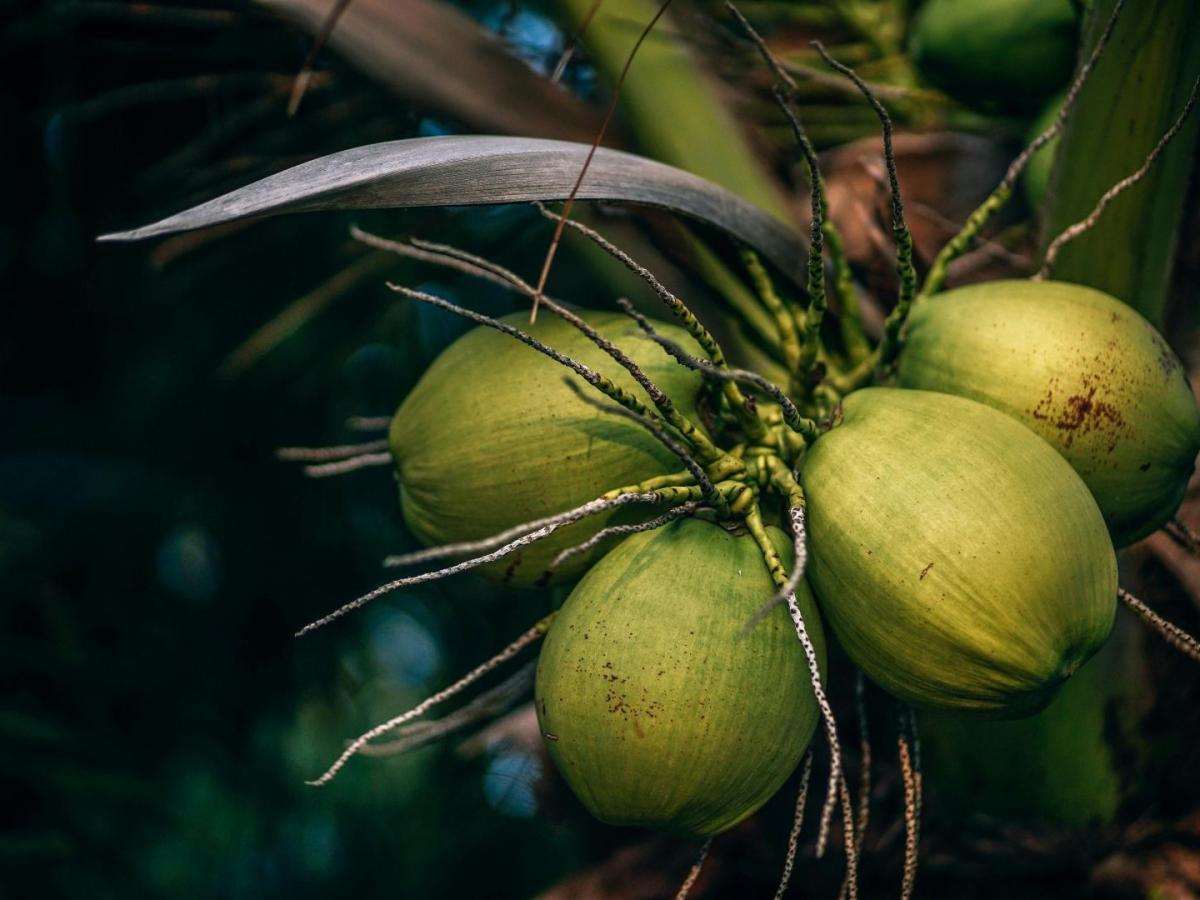 Gobierno anunció inversión para proyectos productores de coco en el pacífico colombiano