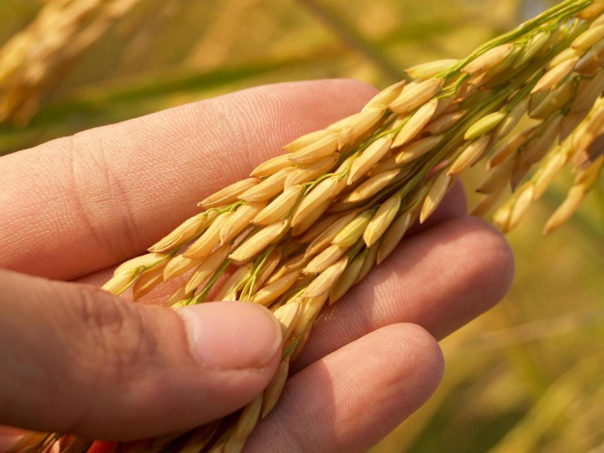 SIC aprueba acuerdo de precios mínimos del arroz paddy verde en Colombia