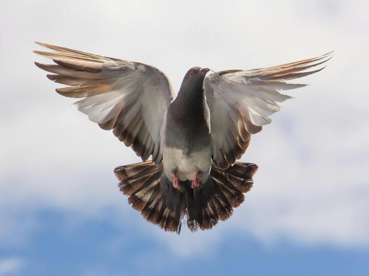 Conservación de aves en Colombia: Estrategia ENCA