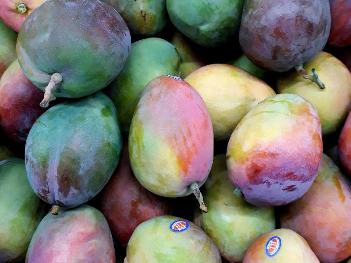 Colombia exporta mango de azúcar hacia Estados Unidos 