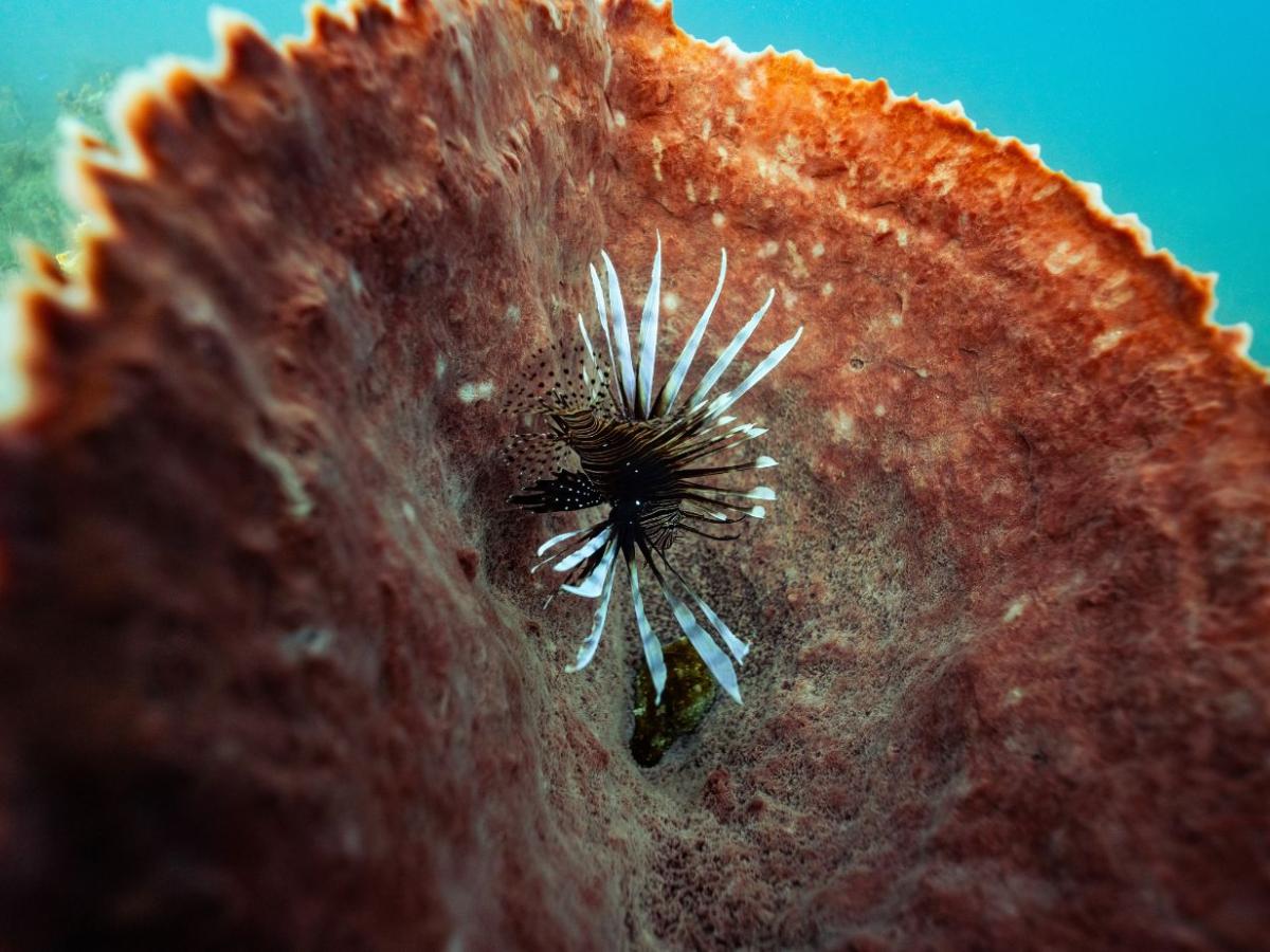 Santa Marta transforma al pez león en un manjar