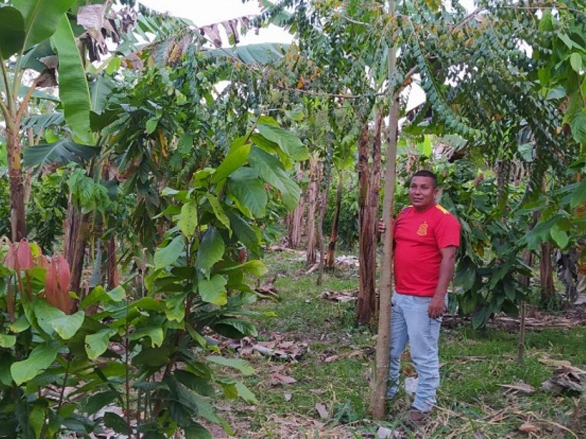 Proyecto agroforestal en Mesetas, Meta, con cerdos y cacao