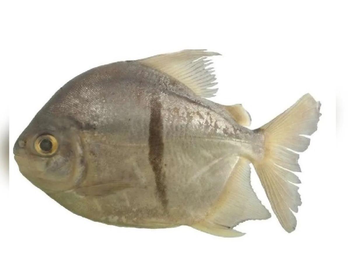 Piraña vegetariana: Myloplus sauron es descubierta en Brasil 