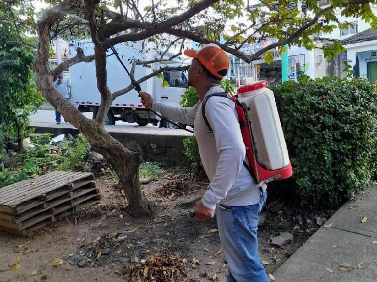 Plaga de cochinilla en San Andrés: una amenaza para los cultivos de fruta de pan.