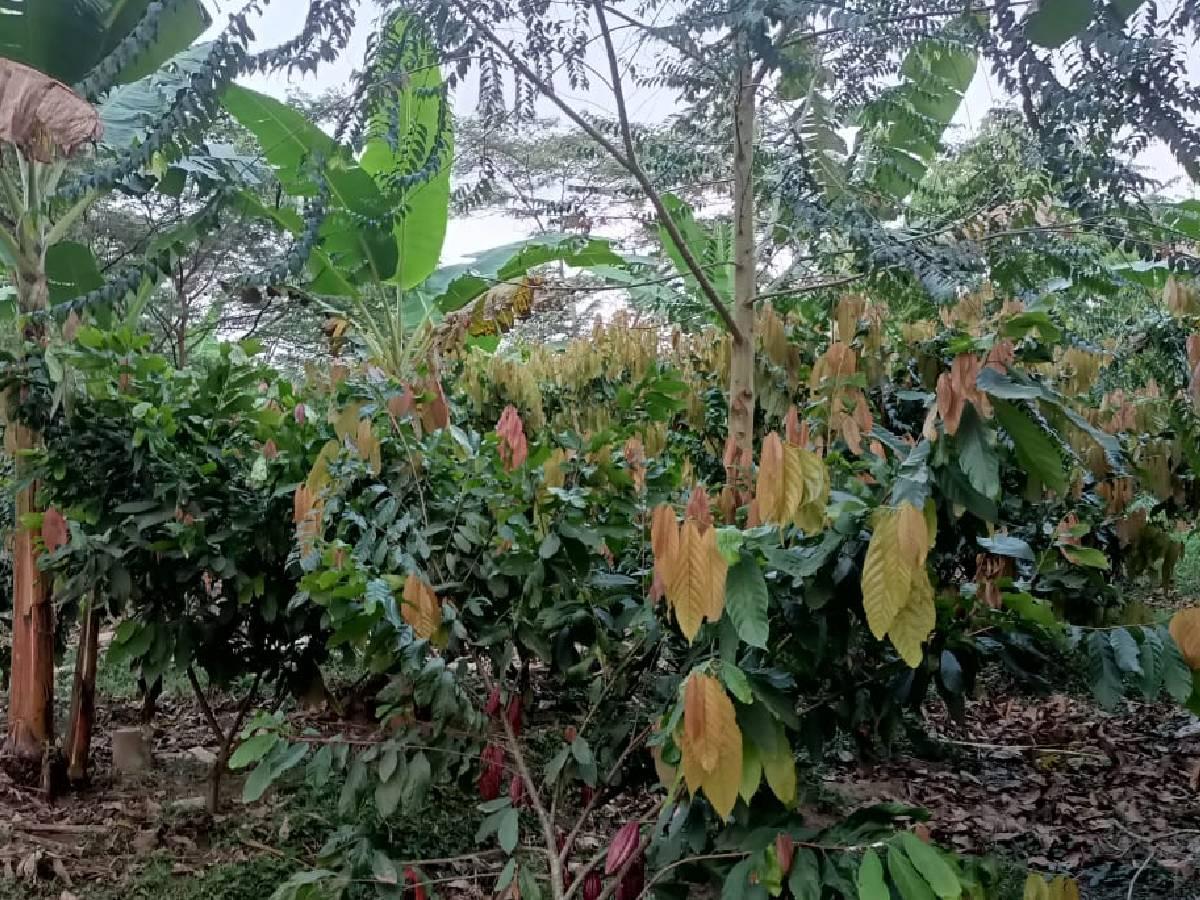 Policultivos en Meta: qué es, siembra tradicional, árboles 