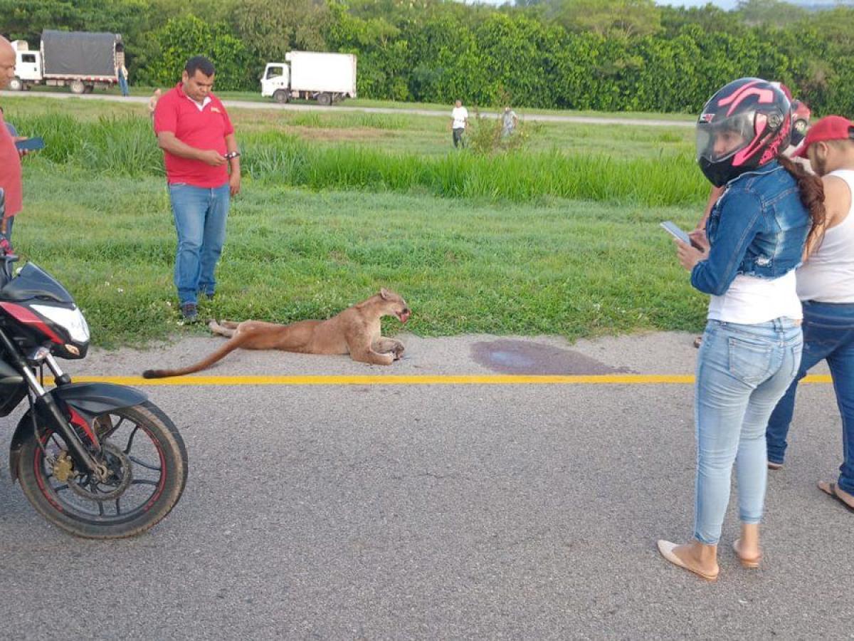 ¡Indignación! Murió puma que fue atropellada vía del Cesar 