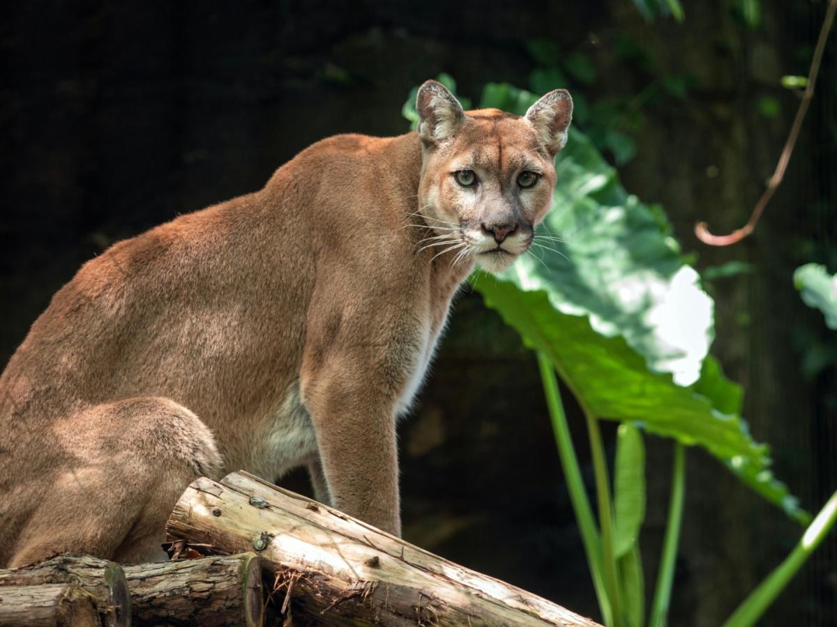 Avistamiento de puma en límites del Cauca y Valle del Cauca