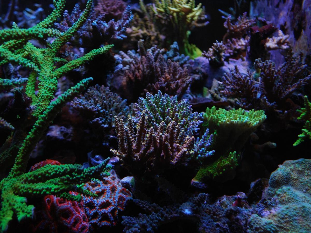 Casi la mitad de las especies de corales tropicales están en peligro de extinción