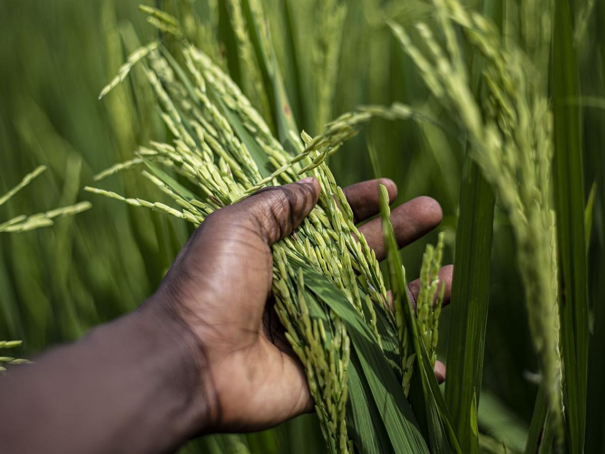 Acuerdo con los arroceros: recursos para pequeños y medianos productores de arroz  