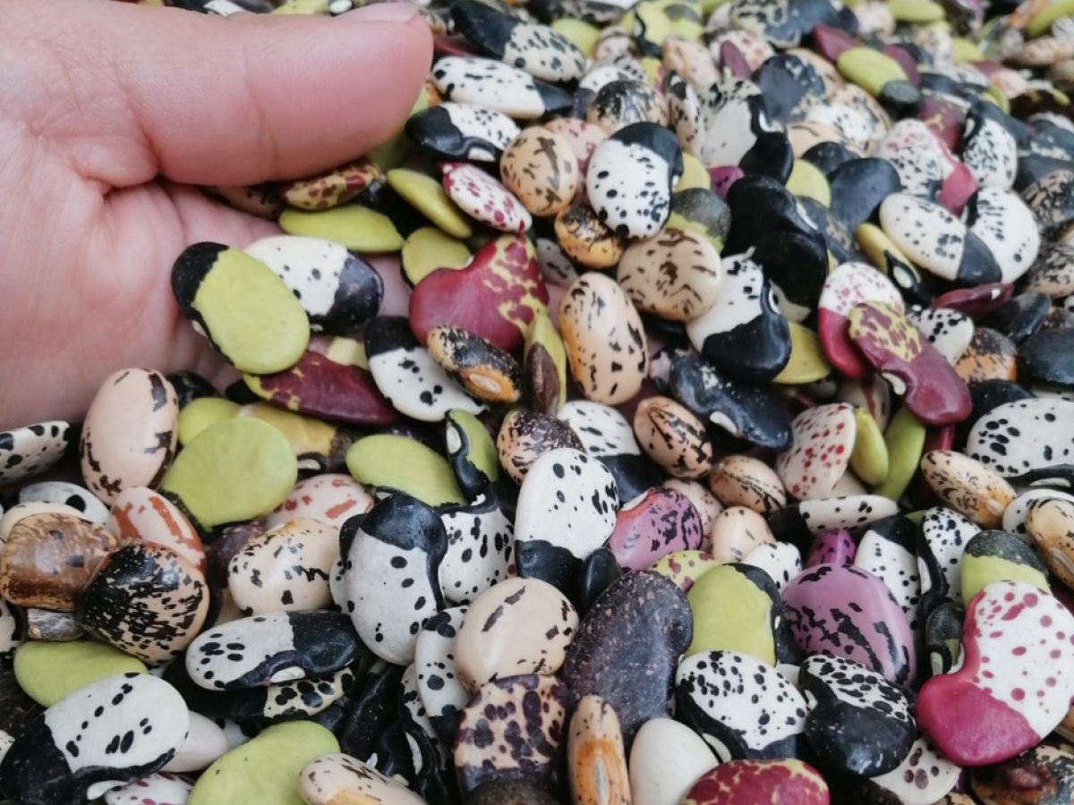 Red de Guardianes de Semillas de Vida: comunidad que promueve la conservación de semillas y el medio ambiente