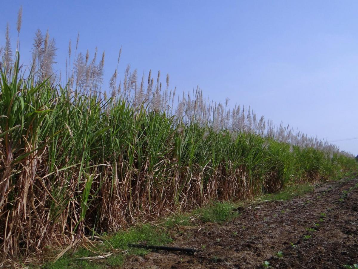 Enfrentamientos entre indígenas y trabajadores por invasión a una finca en el Cauca