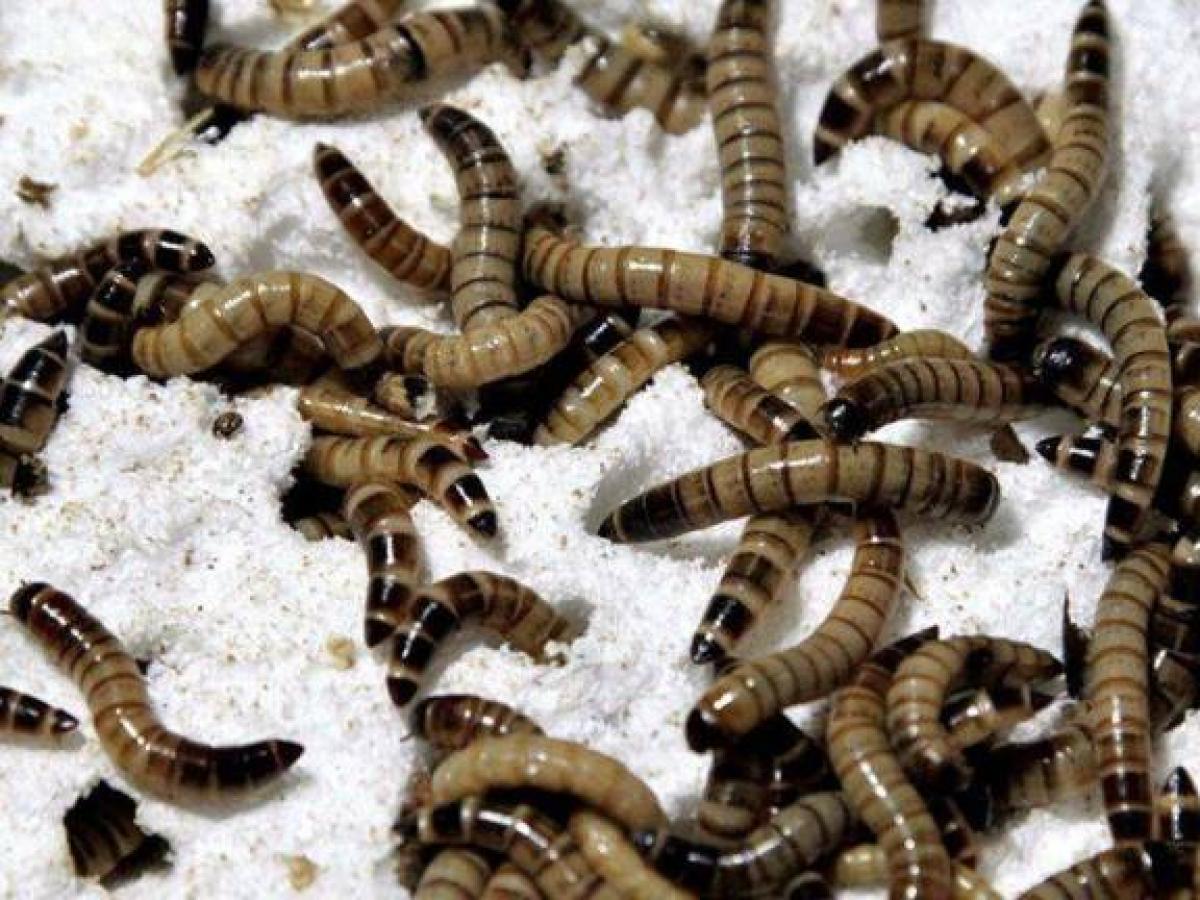 Supergusanos podrían ser la clave para el reciclaje del plástico