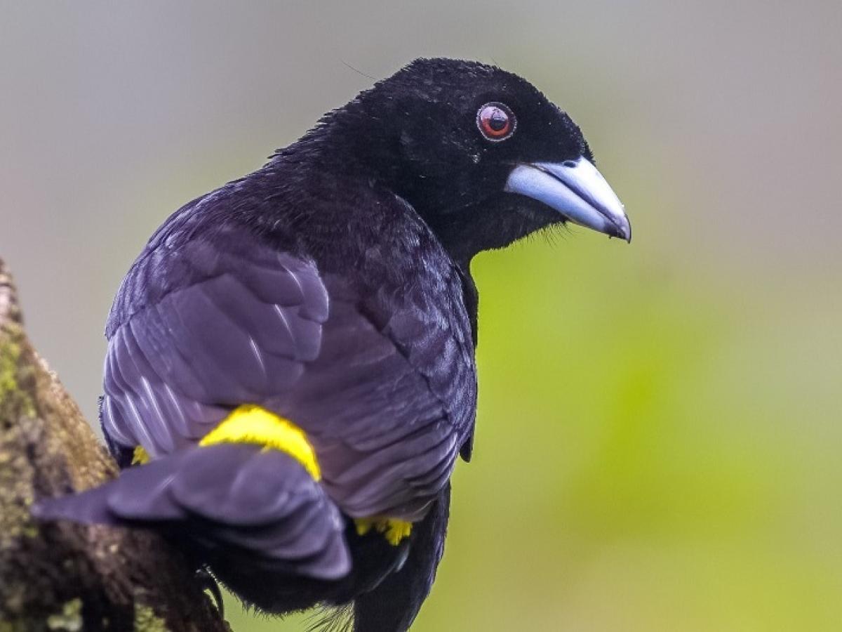 Aviturismo en Tumaco, Nariño: rutas turísticas 