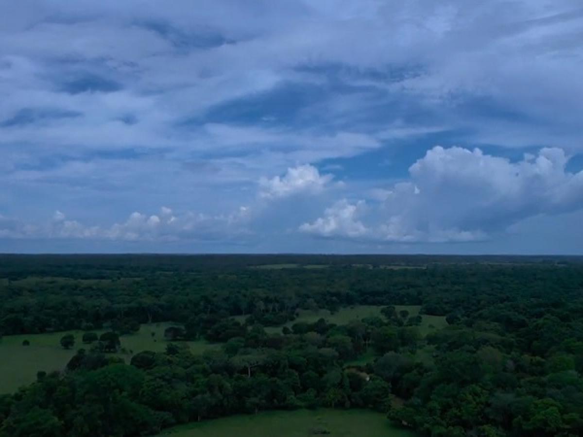 Reforestación en Amazonas: acuerdos con campesinos en Guaviare