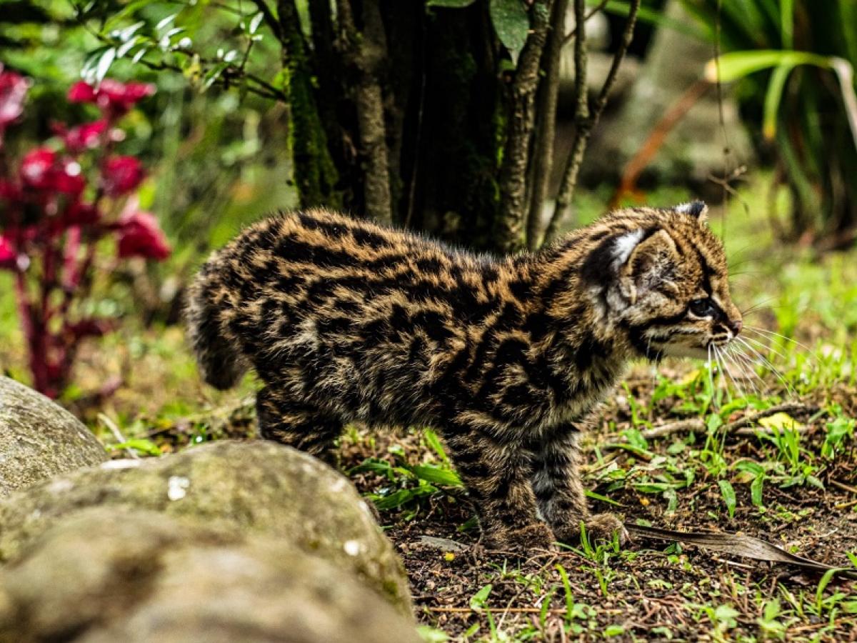 Tráfico de animales 