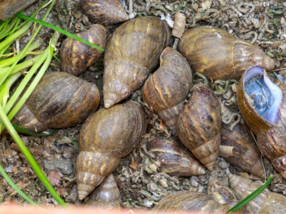 Temporada 2 / Episodio 2 - Especies invasoras