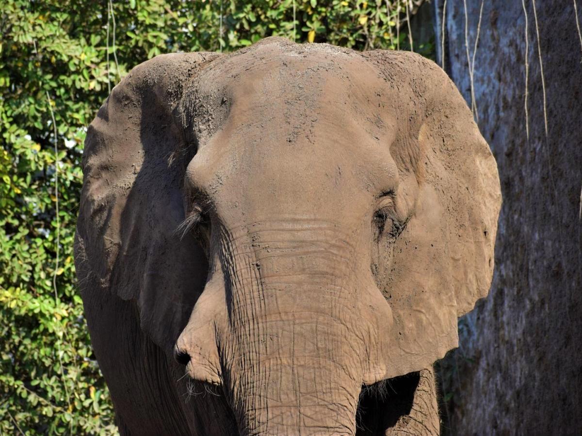 Fauna silvestre en Colombia 