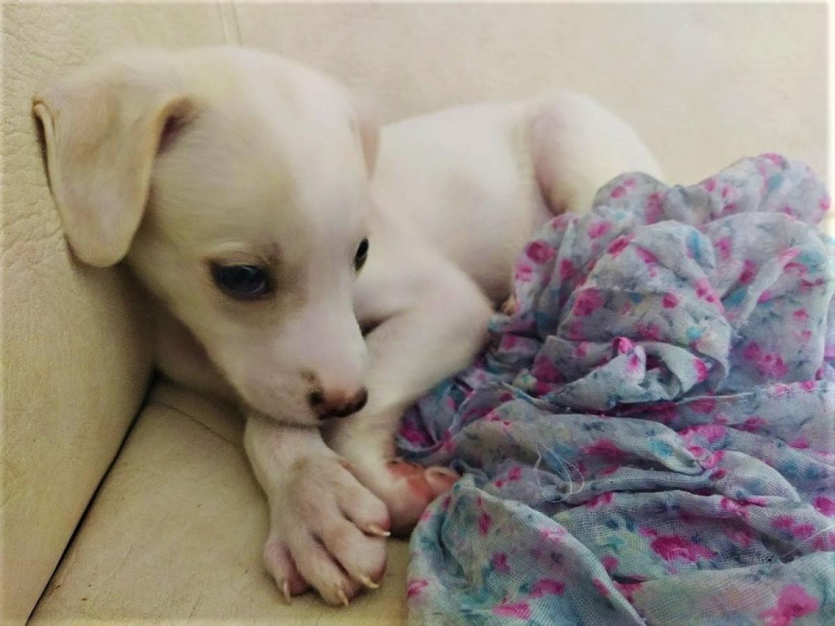 Animeles domésticos en Colombia