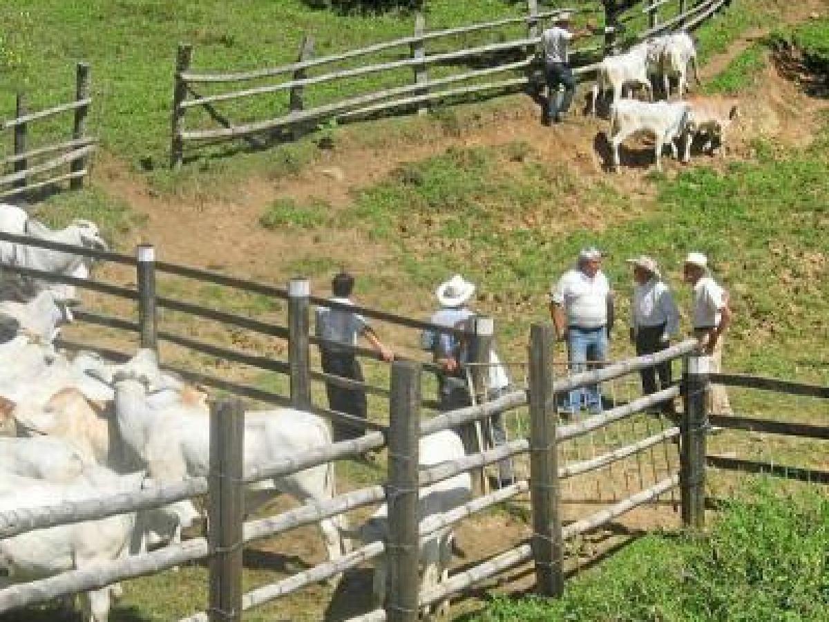 Cadenas productivas, fundamento importante para el