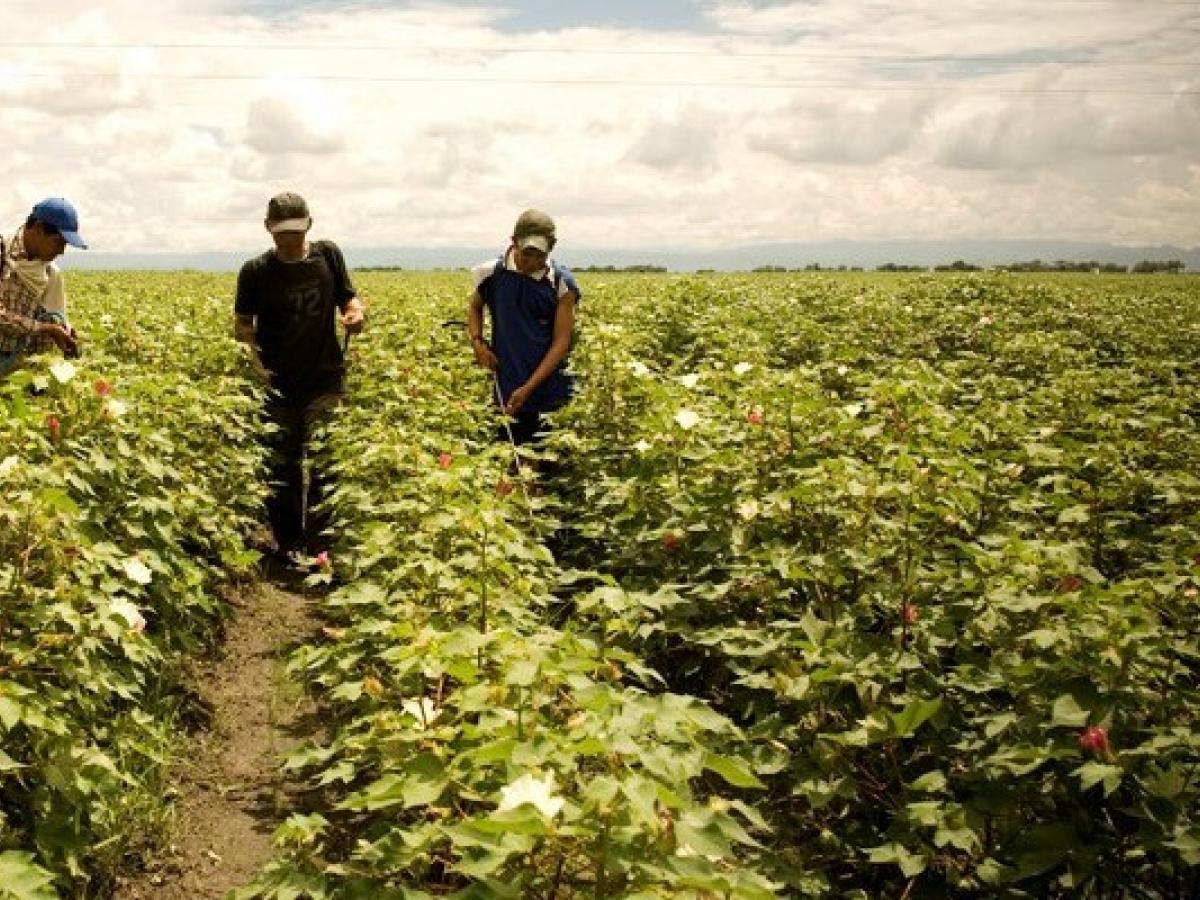 En más de 7 millones de hectáreas se implementarán nuevos programas de ...