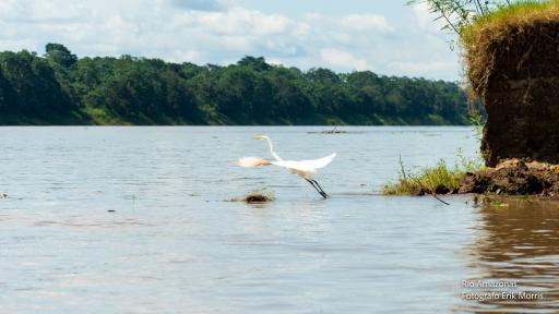 Amazonas vibrante - Biodiversidad