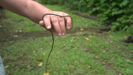 La vida animal nocturna en Gorgona