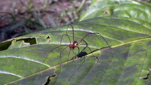 ¿Por qué son importantes las arañas para los ecosistemas?
