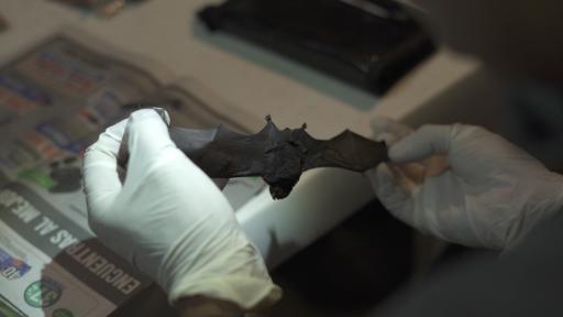 La importancia de los murciélagos - 5 minutos con Margarita