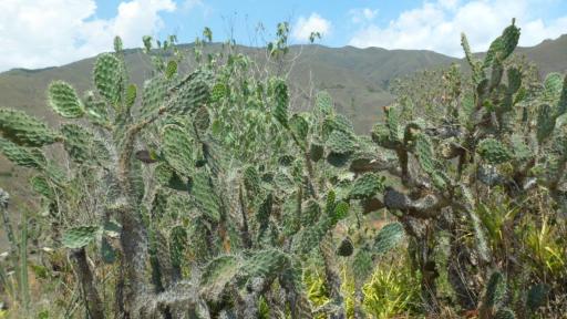 Área protegida en el Alto Calima: hectáreas y límites | Valle del Cauca
