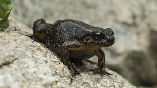Rana de Mucuchíes en venezuela, peligro de extinción