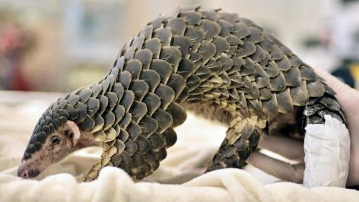 ¡Increíble! Descubren una nueva especie de pangolín. ¿Qué se sabe del caso?