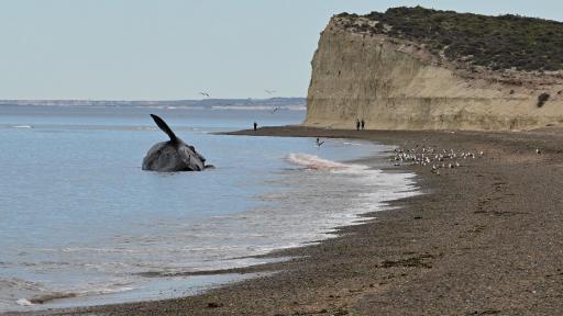 Ballenas muertas fueron encontradas en la Patagonia argentina