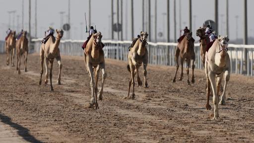 carreras de camellos