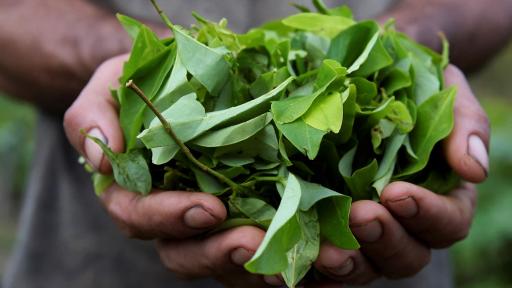 Cultivos de hoja de coca en Norte de Santander