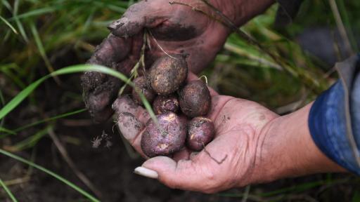 Papas nativas en Colombia: ciencia en el campo