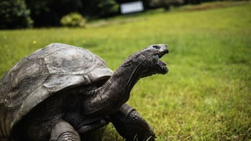 El animal terrestre más viejo del planet : la tortuga Jonathan
