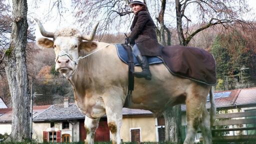 Aston, el toro que se cree caballo