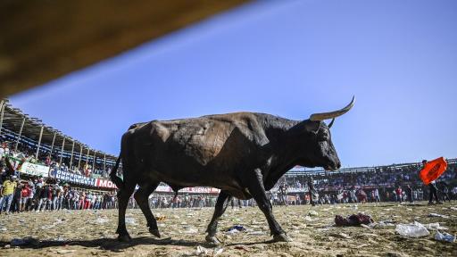 Corralejas en Caucasia dejan un muerto y 40 heridos