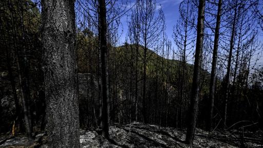 Incendios forestales: ¿por qué quedan en libertad los responsables capturados?