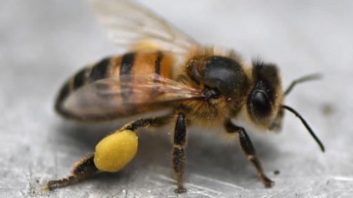 Colombianos patentan fórmula para proteger abejas de insecticidas