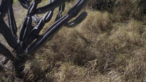 Agroecología: qué es, cómo funciona | Deforestación 