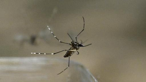 Dengue en Colombia: biofábrica de mosquitos