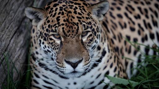 Jaguar nuevo habitante de los Farallones de Cali, Valle del Cauca
