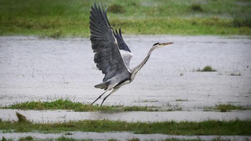 Informe WWF disminución poblaciones animales salvajes: ¿cuánto es?