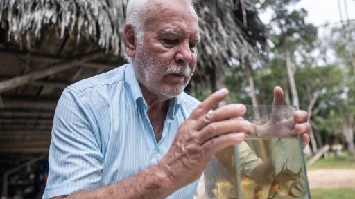 Guainía decora los acuarios del mundo 