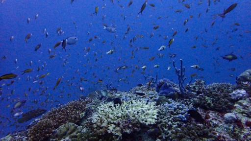 Perturbación actividades humanas absorción CO2 por océanos