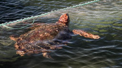 Estudio determina que olas de calor marinas han venido aumentando 
