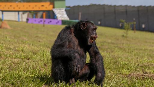 Proyecto Gran Simio: Yoki, chimpancé de Colombia, ya está en Brasil 