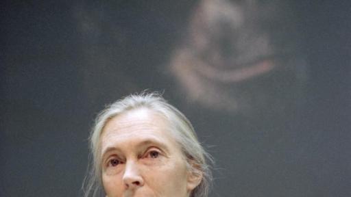 Muere Jane Goodall, pionera en el estudio de los chimpancés