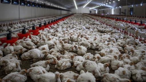 Exportación de pollo colombiano llega por primera vez a Japón